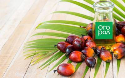 Пальмовое масло – факты о нашумевшем продукте