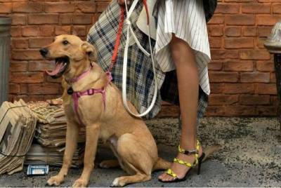 Сказка о Золушке: бездомная собака из Запорожья стала звездой журнала Vogue в США (видео)