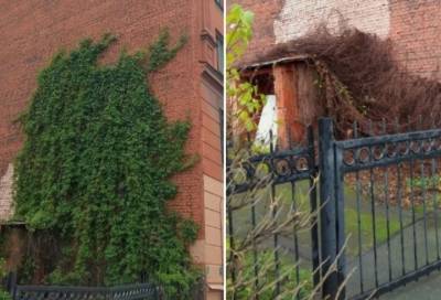 Зеленая стена из девичьего винограда рухнула на Васильевском острове
