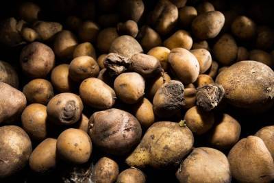 Из-за чего в погребе гниет картофель – 6 самых опасных болезней