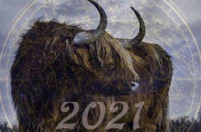Год Быка: что сделать перед Новым годом, чтобы 2021-й был спокойным
