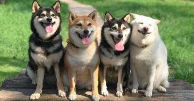 Шум и поездка к ветеринару: кинолог назвал главные страхи собак