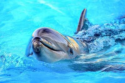 США подозревают КНДР в подготовке боевых дельфинов