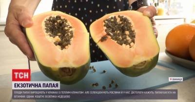 Родом из тропиков: чем полезна экзотическая папайя и какова ее цена в Украине