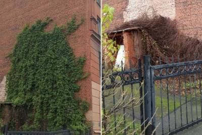 Зеленая стена «девичьего» винограда рухнула с дома на Васильевском острове