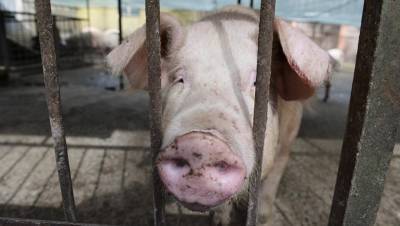 Африканскую чуму свиней нашли в свиноводческом комплексе в Тверской области