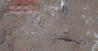 Полиция выяснит, кто посыпал дороги под Иркутском песком с костями