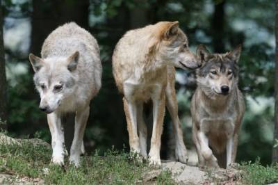 Минприроды рассказало, почему волки ушли из Тамбовской области