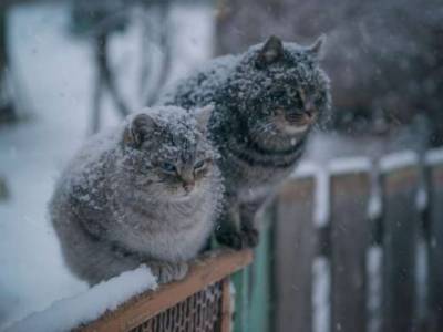 В Харькове уже выпал первый снег