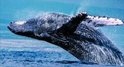 В Австралии горбатые киты поселились в реке с крокодилами