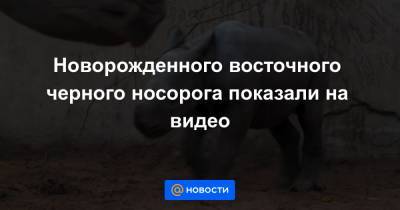 Новорожденного восточного черного носорога показали на видео