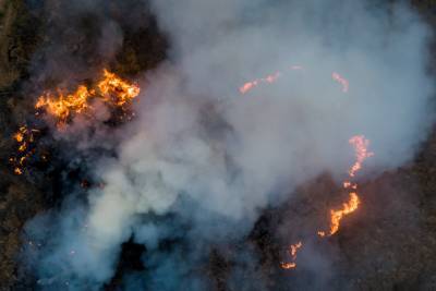 В Бразилии выгорела треть крупнейшего в мире болота Пантанал: жуткое видео
