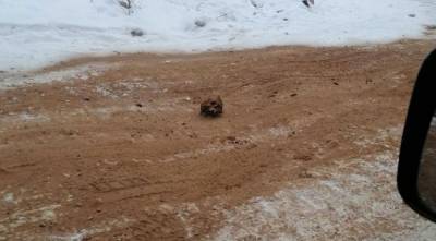 В России дорогу засыпали песком с человеческими костями и черепами: жуткие фото