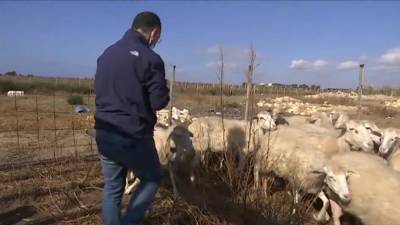 Мэр итальянского города помогает пастуху в карантин.