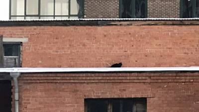 В Тюмени кот не может слезть с крыши и просит помощи