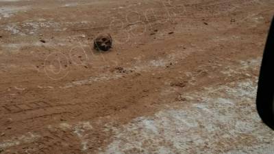 В России обледенелую дорогу посыпали песком с человеческими костями и черепами