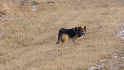 Тобольский Хатико: собака 11 лет ждёт своего покойного хозяина
