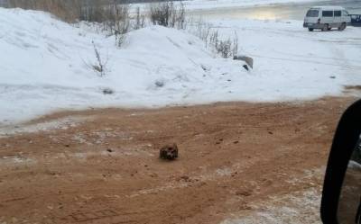 В Иркутской области дорогу от гололеда посыпали песком с человеческими останками