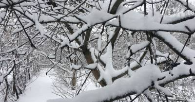 Украину начинает засыпать снегом, морозы будут даже днем: прогноз погоды на 16 ноября