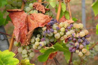 Как правильно обрезать виноград осенью: дачные хитрости