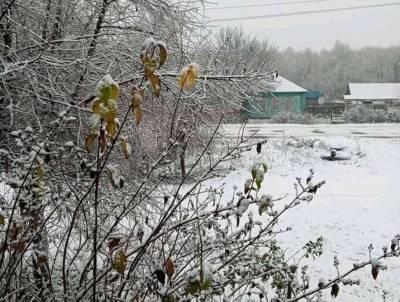 На Сумщине выпал первый снег - lenta.ua - Сумская обл.