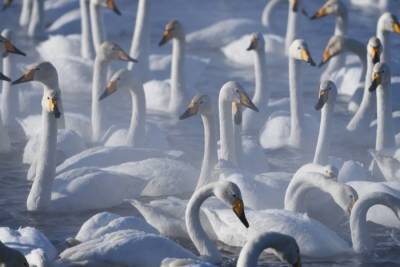 Более трех сотен лебедей прилетели зимовать на незамерзающее алтайское озеро