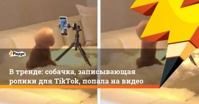В тренде: собачка, записывающая ролики для TikTok, попала на видео