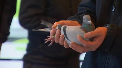 Бельгийская почтовая голубка продана за 1 миллион 600 тысяч евро