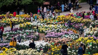 Цветы солнца: как в Крыму выбирают королеву хризантем
