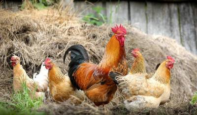 В Башкирии зафиксировали падеж птиц без случаев заболевания гриппом