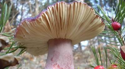 На Днепропетровщине люди массово травятся грибами