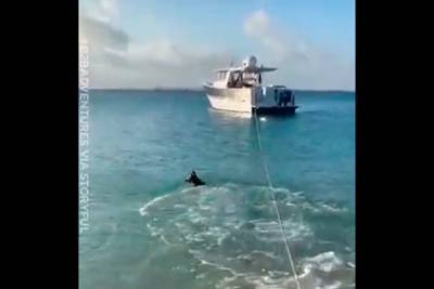 Верная собака прыгнула на акулу ради защиты хозяина