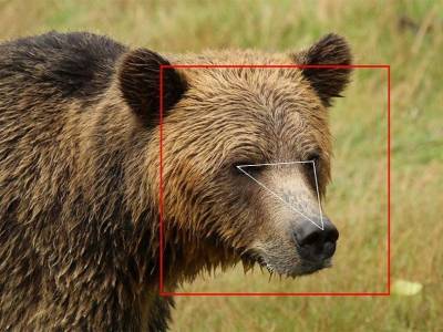 В Канаде создана система автоматического распознавания медведей гризли