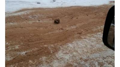 В России дорогу от гололеда присыпали песком с кладбища: очевидцы нашли череп и останки. ФОТОФАКТ
