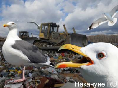 В России появится более 300 новых мусорных полигонов