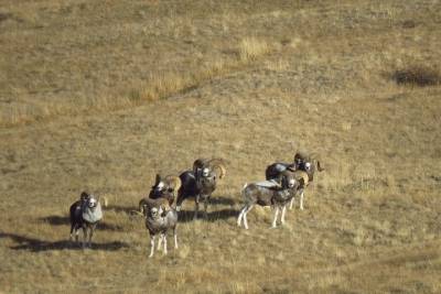 Руководителя экологического фонда задержали во время охоты на краснокнижных баранов на Алтае
