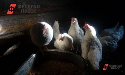 Омская птицефабрика получит компенсацию за уничтожение куриц-несушек