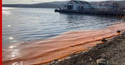 У берегов Владивостока зафиксировали аномальный «красный прилив»