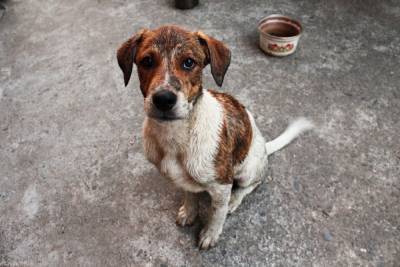 В Астрахани к началу декабря планируют отловить более полутора тысяч бездомных собак