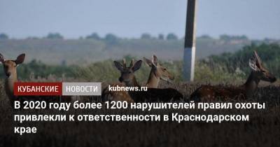 В 2020 году более 1200 нарушителей правил охоты привлекли к ответственности в Краснодарском крае