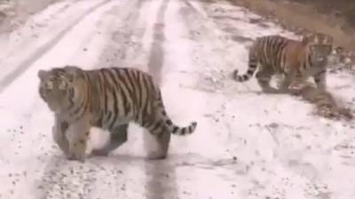 Приморские водители встретились с амурскими тигрятами