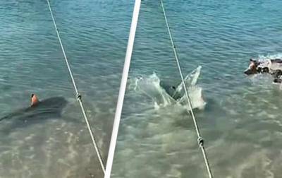 В Австралии сняли на видео бросок пса на акулу