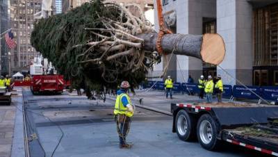 У Рокфеллеровского центра в Нью-Йорке установили знаменитую рождественскую ель