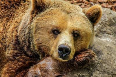 Авиалайнер с пассажирами сбил медведя на взлетной полосе
