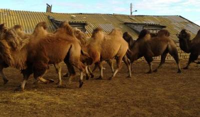 Районные власти в Астраханской области подали в суд на владельца одичавших верблюдов