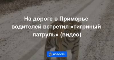 На дороге в Приморье водителей встретил «тигриный патруль» (видео)