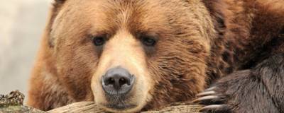 На Аляске самолет насмерть сбил медведя в момент посадки