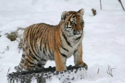 Не подходите близко: дорогу в Приморье перегородили тигрята