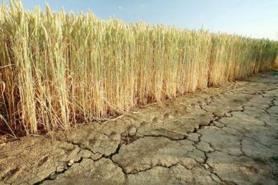 Аргентина соберет худший урожай пшеницы за 5 лет