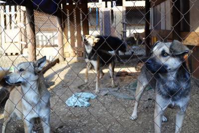 В Астрахани начнется массовый отлов безнадзорных собак